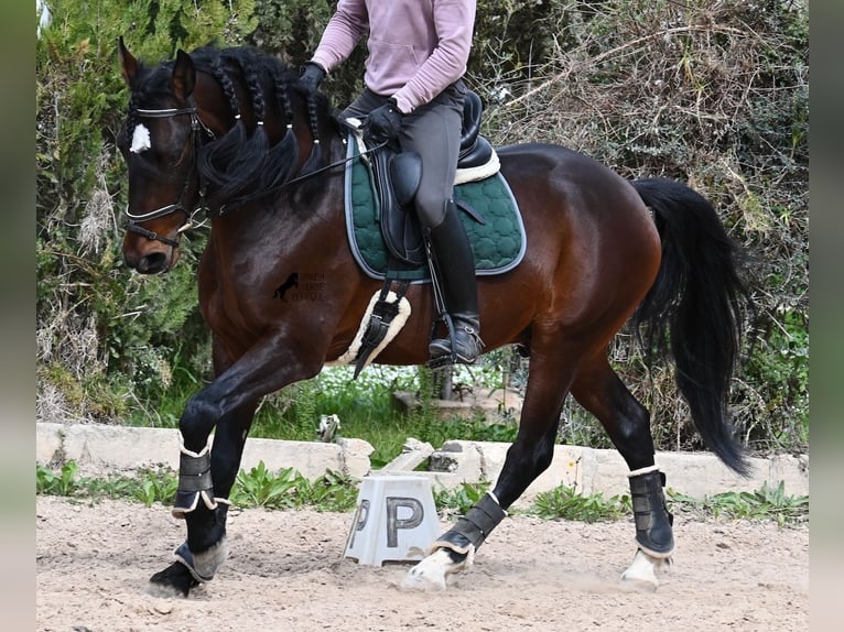 Lusitano Stallone 4 Anni 165 cm Baio in Mallorca