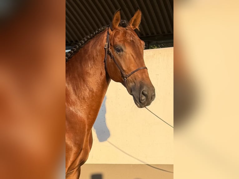Lusitano Stallone 4 Anni 165 cm Baio in Vila Viçosa