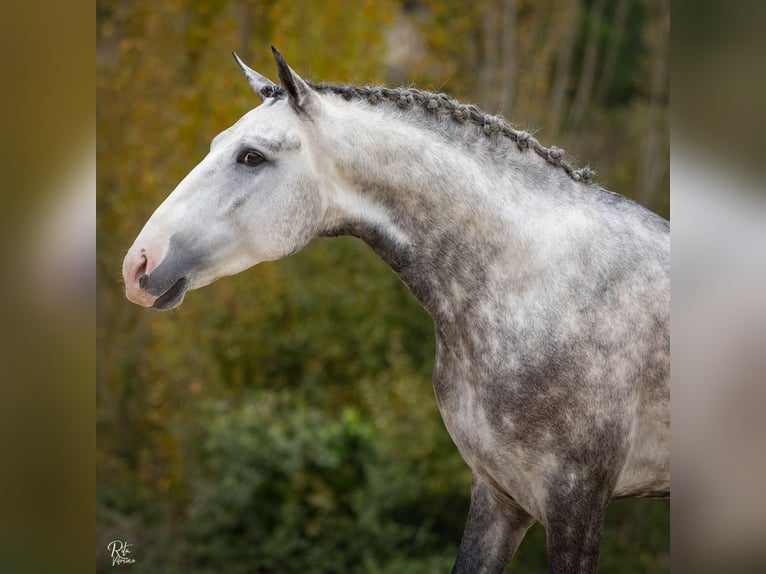 Lusitano Stallone 4 Anni 165 cm Grigio in Palmela