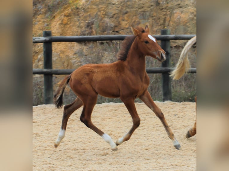 Lusitano Stallone 4 Anni 166 cm Baio in Ribamar