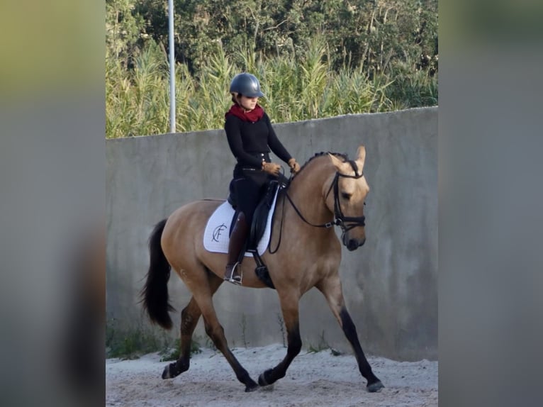 Lusitano Stallone 4 Anni 166 cm Falbo in Rio Maior