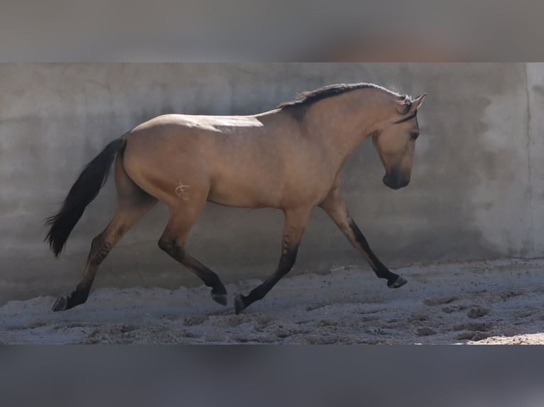 Lusitano Stallone 4 Anni 166 cm Falbo in Rio Maior