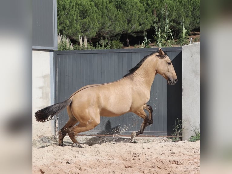 Lusitano Stallone 4 Anni 166 cm Falbo in Rio Maior