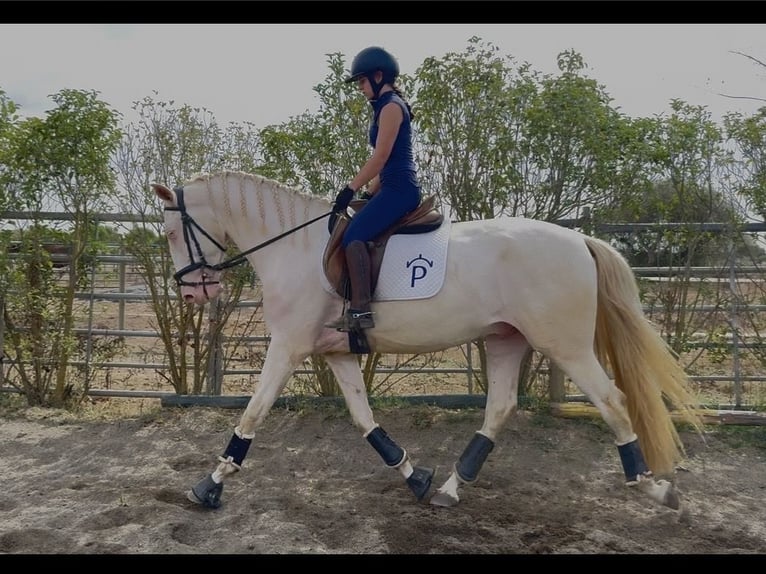 Lusitano Stallone 4 Anni 166 cm Pearl in Évora