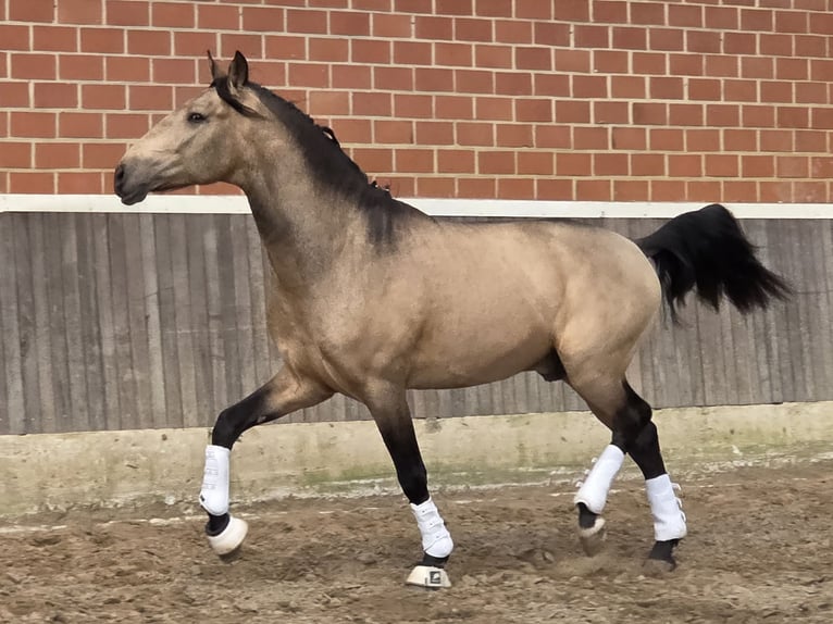 Lusitano Stallone 4 Anni 167 cm Pelle di daino in Lingen