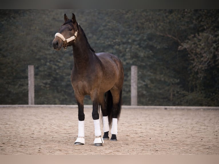 Lusitano Stallone 4 Anni 168 cm Falbo in Nigrán