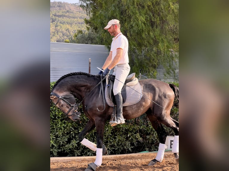 Lusitano Stallone 4 Anni 170 cm Baio in Murcia