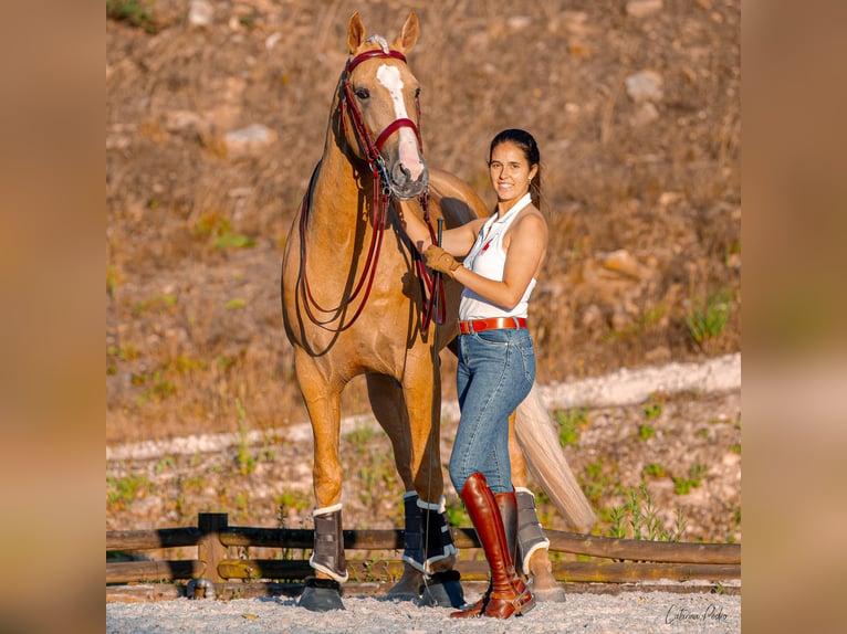 Lusitano Mix Stallone 4 Anni 170 cm Palomino in Sintra