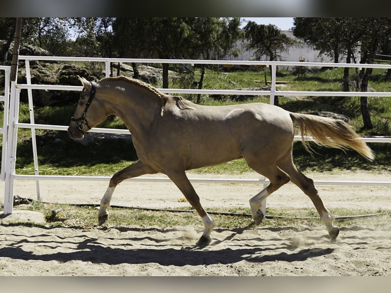 Lusitano Mix Stallone 4 Anni 170 cm Pearl in La Cabrera