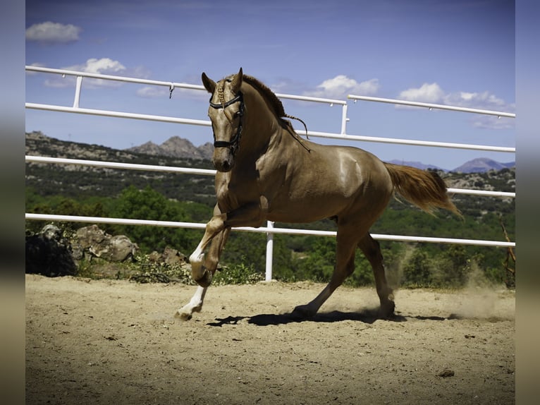 Lusitano Mix Stallone 4 Anni 170 cm Pearl in La Cabrera