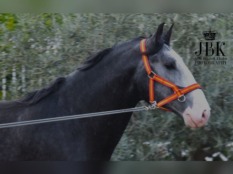 Lusitano Stallone 4 Anni 172 cm Grigio ferro in Tabernas Almeria