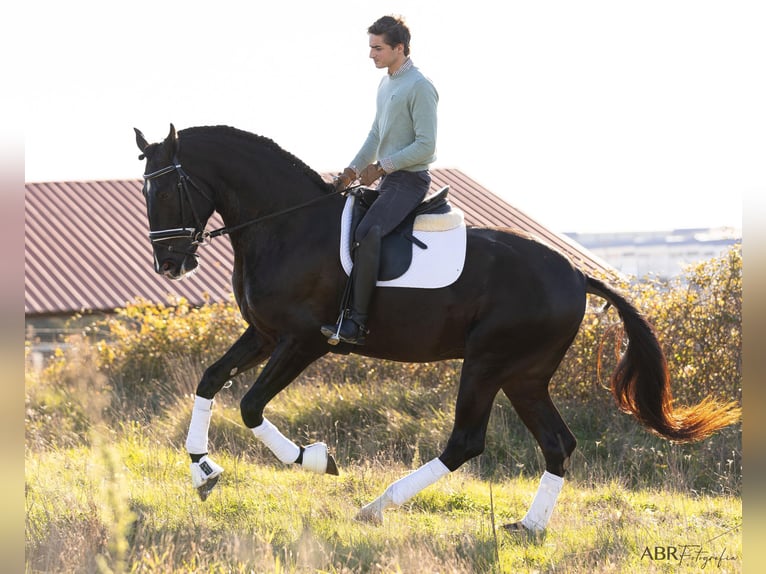 Lusitano Stallone 4 Anni 172 cm Morello in Ermelo