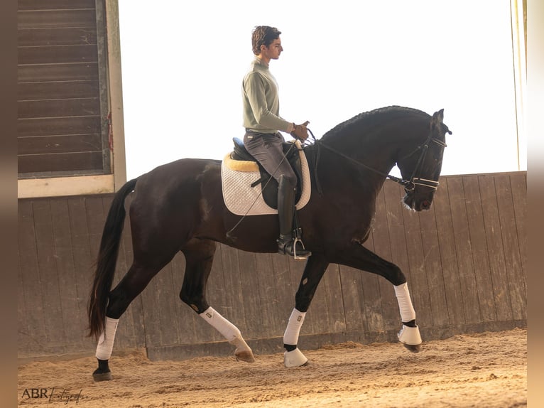 Lusitano Stallone 4 Anni 172 cm Morello in Ermelo