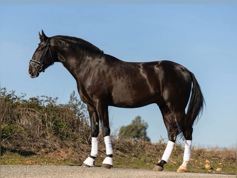 Lusitano Stallone 4 Anni 172 cm Morello in Lisboa