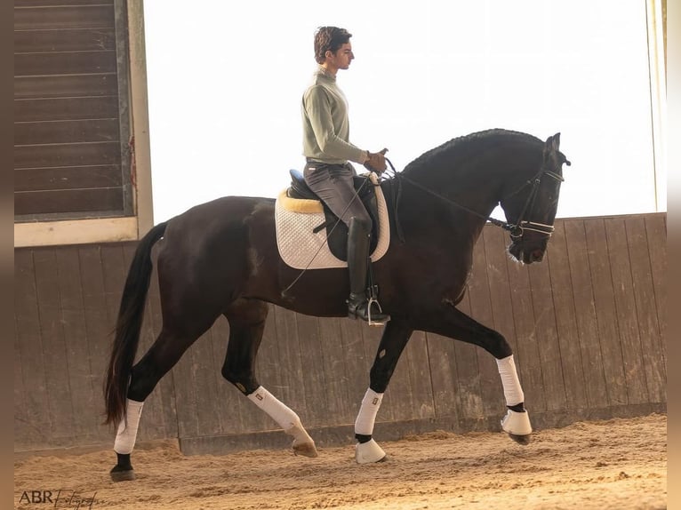 Lusitano Stallone 4 Anni 172 cm Morello in Lisboa