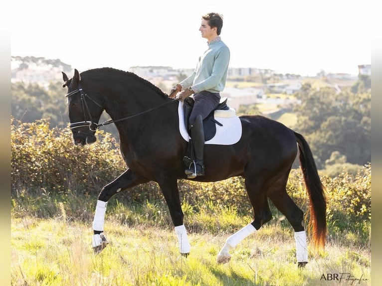 Lusitano Stallone 4 Anni 172 cm Morello in Lisboa