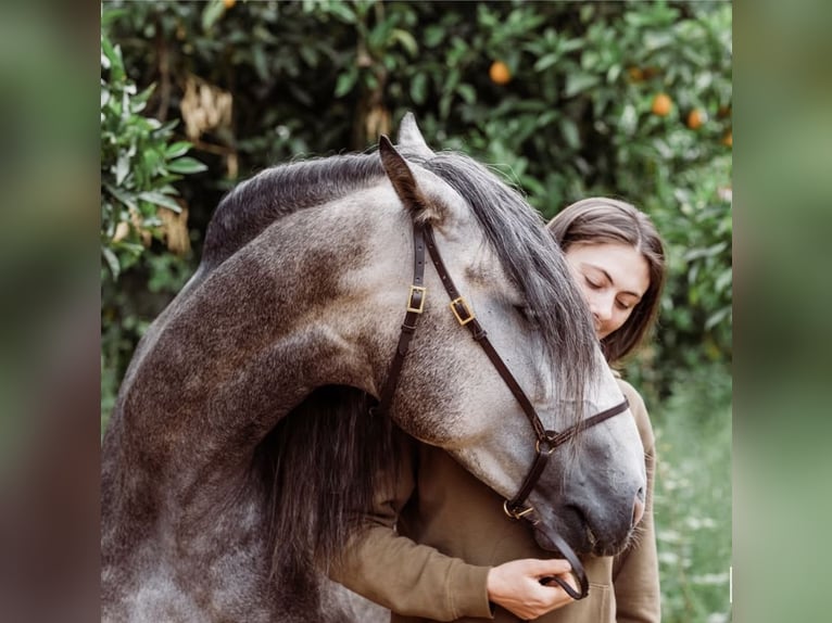 Lusitano Stallone 5 Anni 156 cm Grigio pezzato in Vila Viçosa