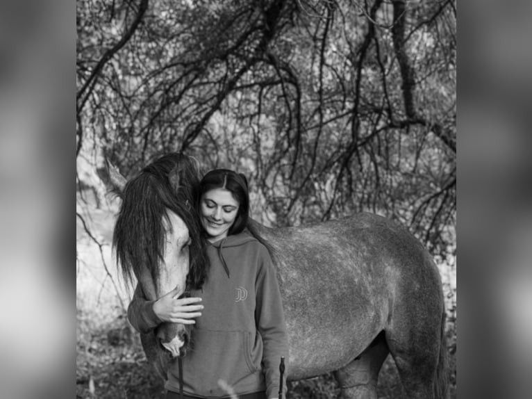 Lusitano Stallone 5 Anni 156 cm Grigio pezzato in Vila Viçosa