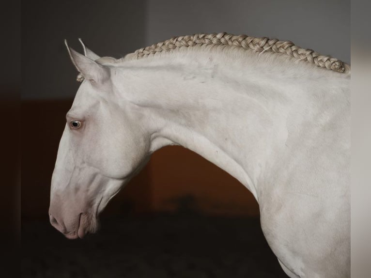 Lusitano Stallone 5 Anni 158 cm Perlino in Bredene