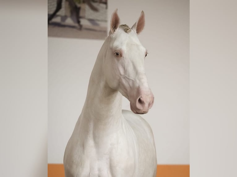 Lusitano Stallone 5 Anni 158 cm Perlino in Bredene