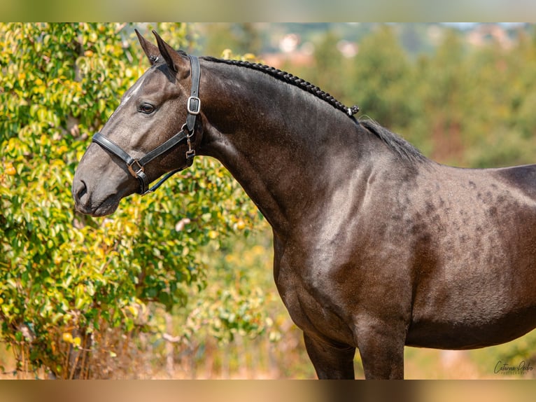 Lusitano Stallone 5 Anni 159 cm Grigio in Rio Maior