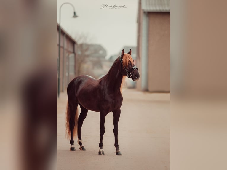 Lusitano Mix Stallone 5 Anni 162 cm Sauro scuro in Perl