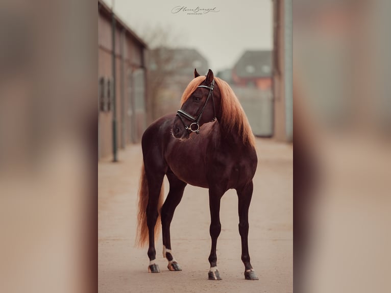 Lusitano Mix Stallone 5 Anni 162 cm Sauro scuro in Perl