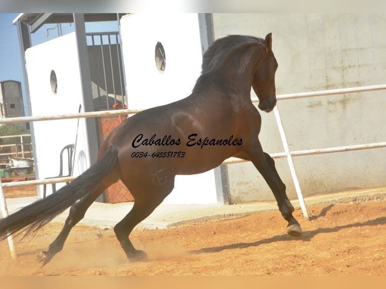 Lusitano Stallone 5 Anni 163 cm Baio scuro in Vejer de la Frontera