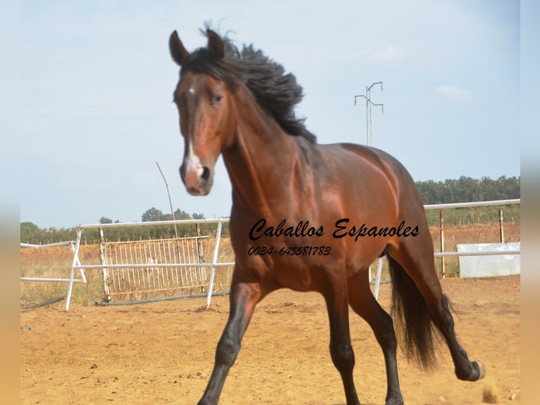 Lusitano Stallone 5 Anni 163 cm Baio scuro in Vejer de la Frontera