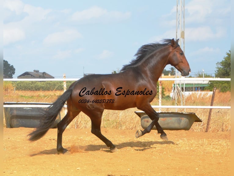 Lusitano Stallone 5 Anni 163 cm Baio scuro in Vejer de la Frontera