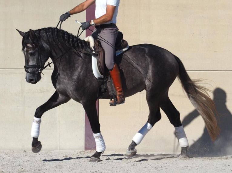 Lusitano Stallone 5 Anni 163 cm Grigio in Navas Del Madroño