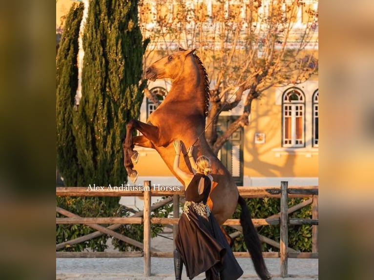 Lusitano Stallone 5 Anni 163 cm Pelle di daino in Sevilla