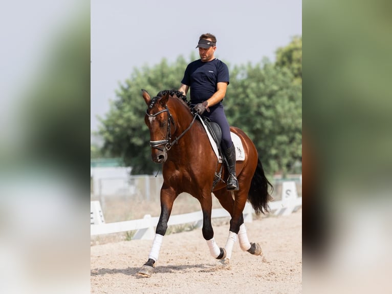 Lusitano Stallone 5 Anni 164 cm Baio scuro in Martfeld