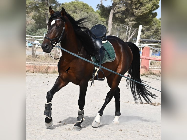 Lusitano Stallone 5 Anni 165 cm Baio in Mallorca