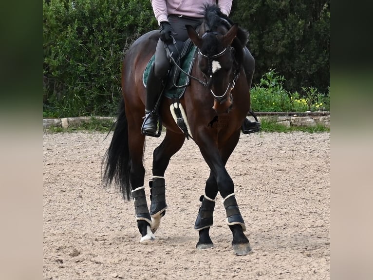 Lusitano Stallone 5 Anni 165 cm Baio in Mallorca