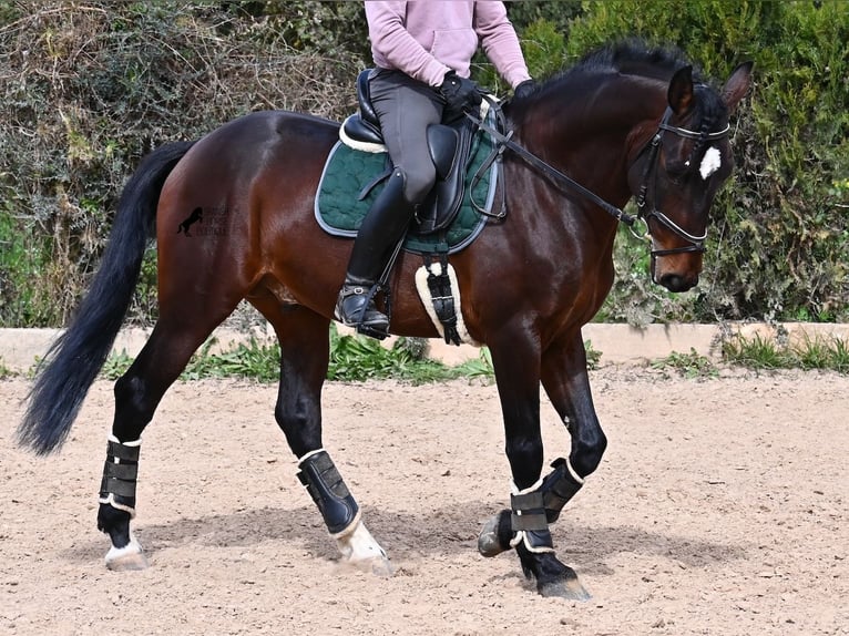 Lusitano Stallone 5 Anni 165 cm Baio in Mallorca