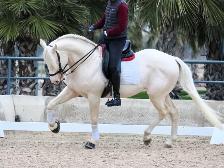 Lusitano Stallone 5 Anni 165 cm Bianco in Navas Del Madroño