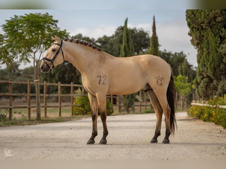Lusitano Stallone 5 Anni 165 cm Falbo in Lisboa