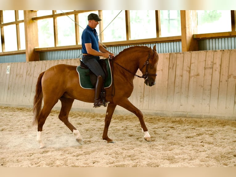 Lusitano Stallone 5 Anni 165 cm Sauro in Bergweiler