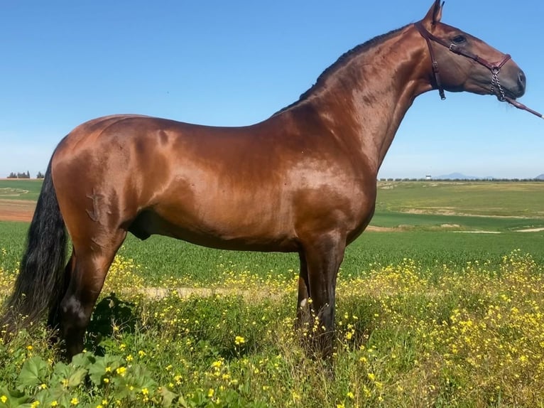 Lusitano Stallone 5 Anni 167 cm Baio in Lisboa