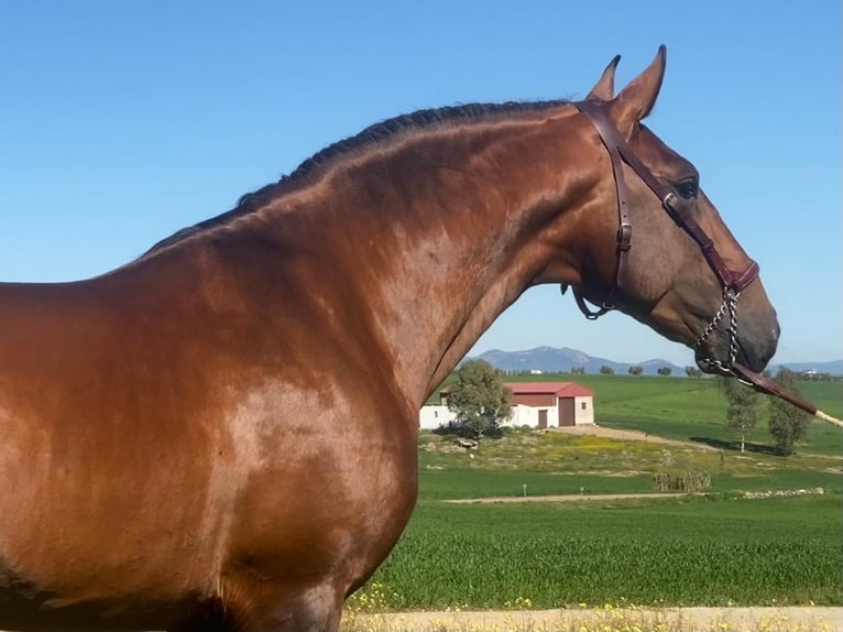 Lusitano Stallone 5 Anni 167 cm Baio in Lisboa