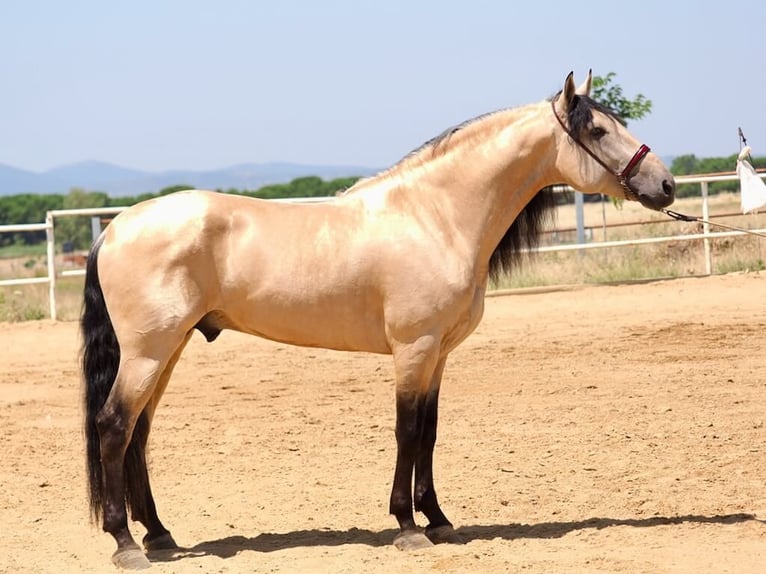 Lusitano Mix Stallone 5 Anni 168 cm Falbo in Navas Del Madroño