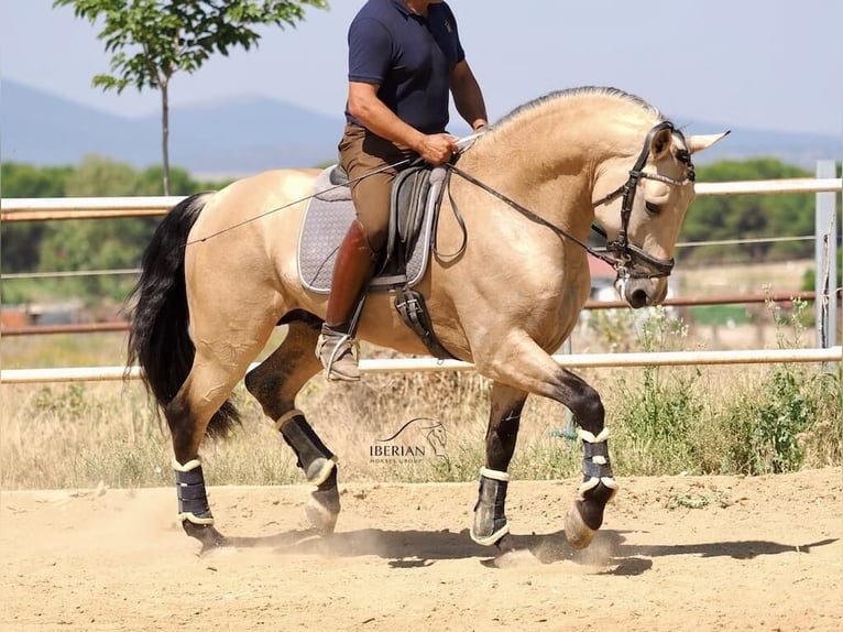 Lusitano Mix Stallone 5 Anni 168 cm Falbo in Navas Del Madroño