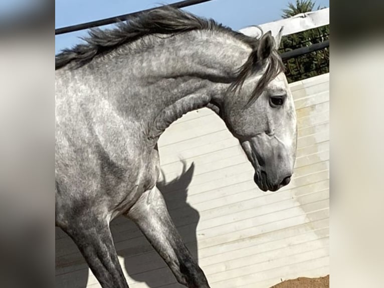 Lusitano Stallone 5 Anni 168 cm Grigio in Augsburg