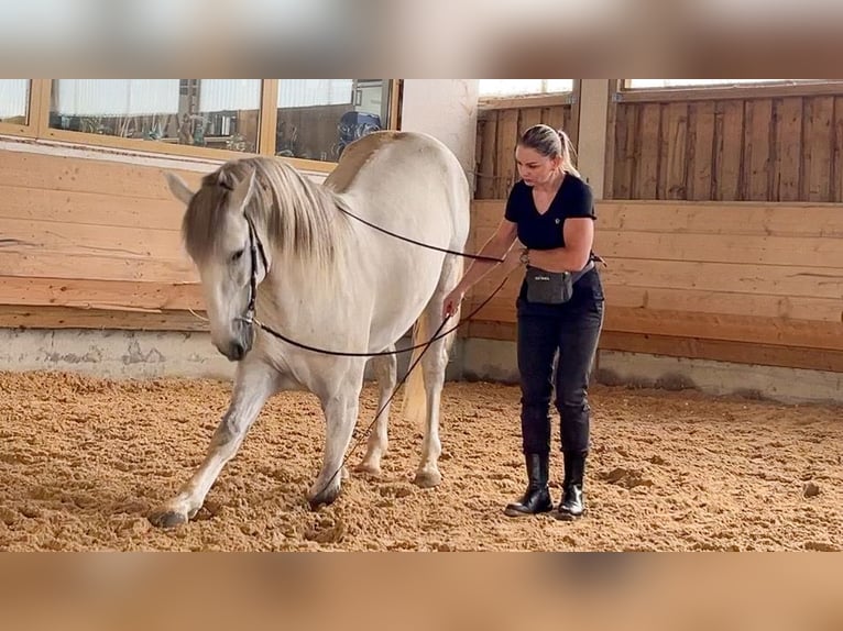 Lusitano Stallone 5 Anni 168 cm Grigio in Augsburg