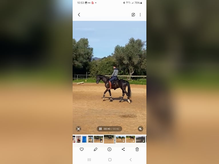 Lusitano Mix Stallone 5 Anni 168 cm Morello in Pera