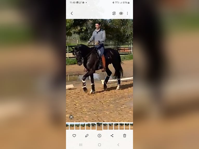 Lusitano Mix Stallone 5 Anni 168 cm Morello in Pera