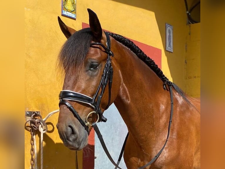 Lusitano Mix Stallone 5 Anni 170 cm Baio ciliegia in Barcelona