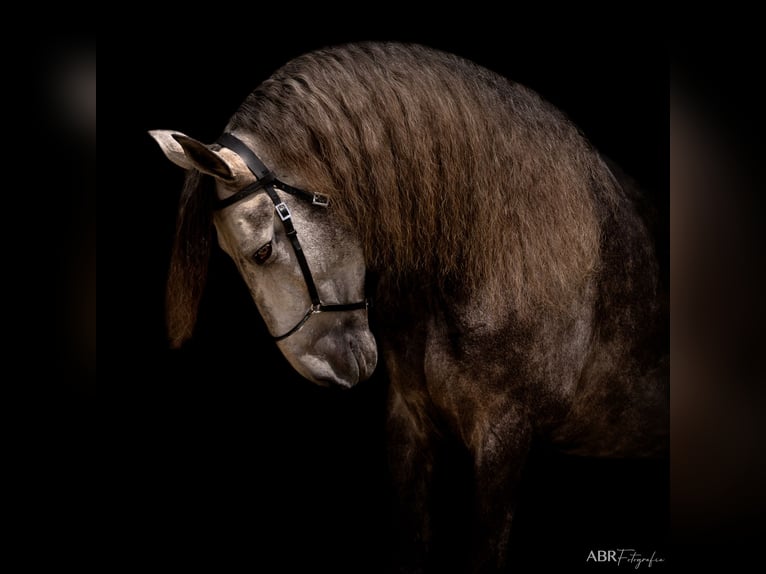 Lusitano Stallone 5 Anni 172 cm Grigio in Lisbon