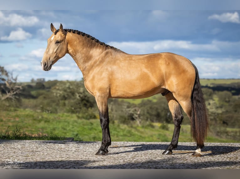 Lusitano Stallone 5 Anni Falbo in Terrugem Elvas